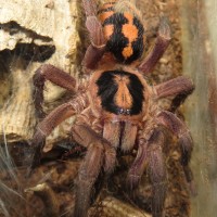 Hapalopus sp. 'Colombia large', AF