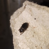 Beetle identification