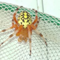 Araneus marmoreus