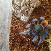 Chromatopelma cyaneopubescens