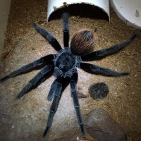 Ultimate Brachypelma vagans; 6" DLS; Molt Date 8-22-18