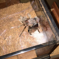 Molting Grammostola rosea