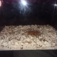 Mealworm Feeding