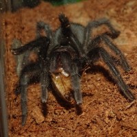 G. pulchra eating a roach