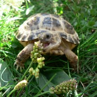 Baby Russian tortoise