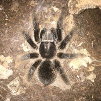 Brachypelma albopilosum