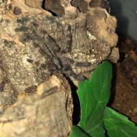 P. Subfusca Highland Sling