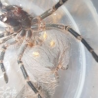 Grammostola pulchripes [molt sexing] [1/2]