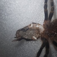 Grammostola pulchripes [molt sexing] [2/2]