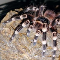 Acanthoscurria geniculata