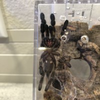 Poecilotheria metallica [ventral sexing]