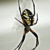 Argiope aurantia