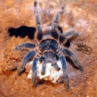 Thrixopelma cyaneolum