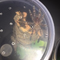 P. subfusca HL sling