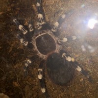 A. geniculata juvie