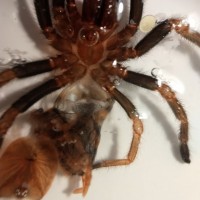 Chromatopelma Cyaneopubescens