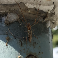 What type of spider is this?