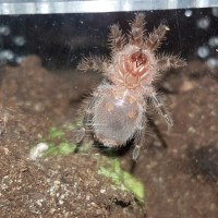 Taco ..g.pulchripes