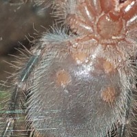 To early to tell? G.pulchripes