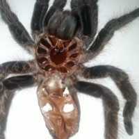 Brachypelma albopilosum [molt sexing]