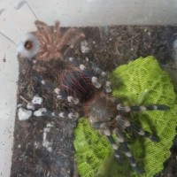 A.geniculata juvie