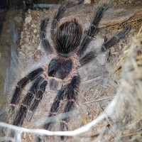 Poecilotheria Parahybana