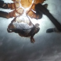 Chromatopelma cyaneopubescens 1.5"