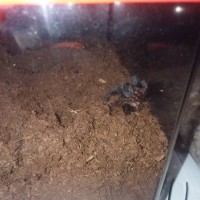 Hey Look A Molt