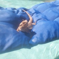 Winston at the pool