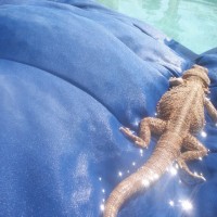 Winston Sparkles as a Bathing Beauty