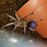 P. sp. blue