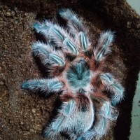 Freshly molted 4" Female Grammostola conception