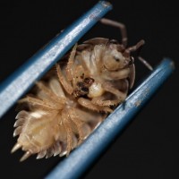 Porcellio Laevis with dirt inside brood pouch??