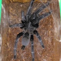 Grammostola pulchra