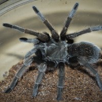 Aphonopelma eutylenum, steindachneri, or Something Else?