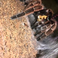 Grammostola rosea Feeding