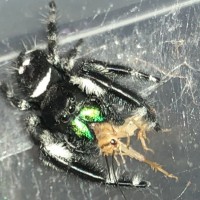 Phidippus Regius Male