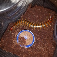 Scolopendra alternans