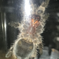 Grammostola porteri [ventral sexing]