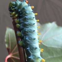 Hyalophora Cecropia l5