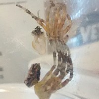 Araneus diadematus Molting