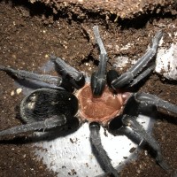 Bumba cabocla female