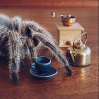 Coffeehouse spider