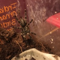 Poecilotheria Regalis