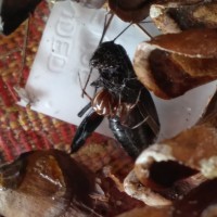 Latrodectus Variolus 4th instar