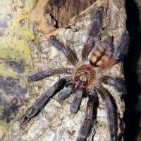 Psalmopoeus irminia