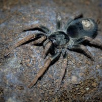 Kochiana brunnipes Adult Female