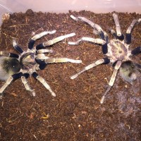 Cyclosternum sp. machalla pair