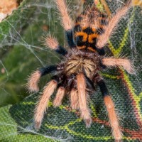 Chromatopelma cyaneopubescens sling