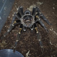 Grammostola pulchripes Mature Male